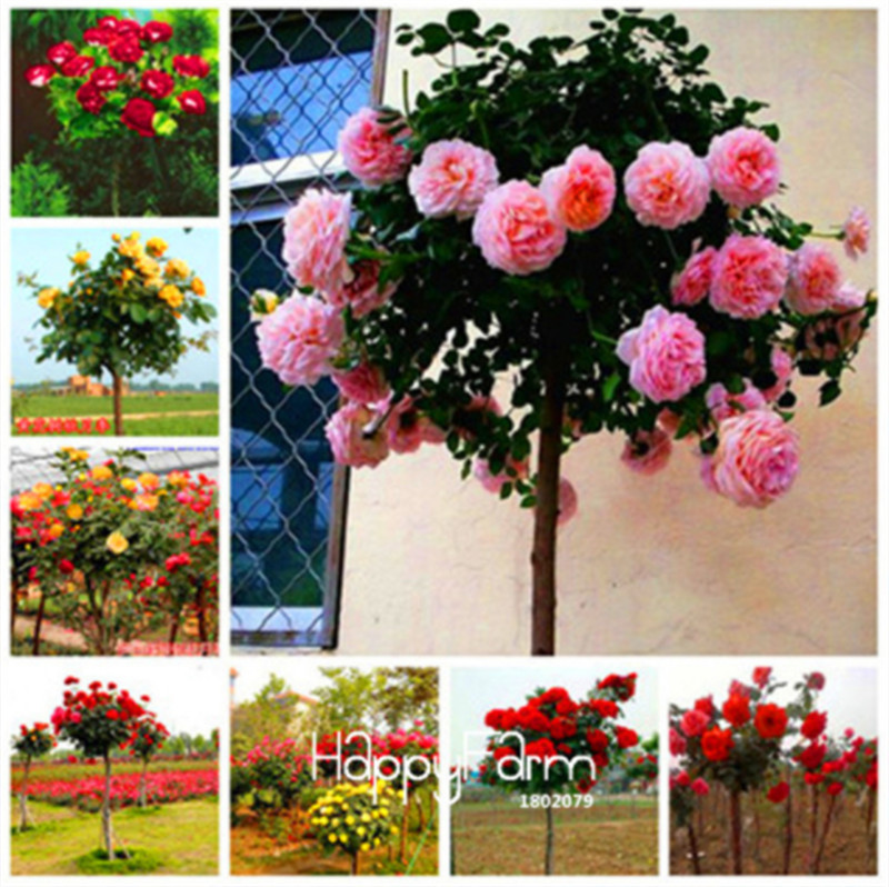 

Lowest Price ! 100 Pcs/bag Genuine Fresh Rare Rosa Chinensis Dendroidal ROSE Flower Tree Seeds Mix Color Light Up Your Garden
