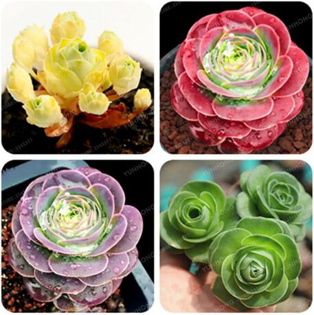 

The Mountain Rose 100 Pcs Green Rose Garden Greenovia Flower Seed Seeds Bonsai Succulent Plant Meaty Plant Flower Seeds Semillas