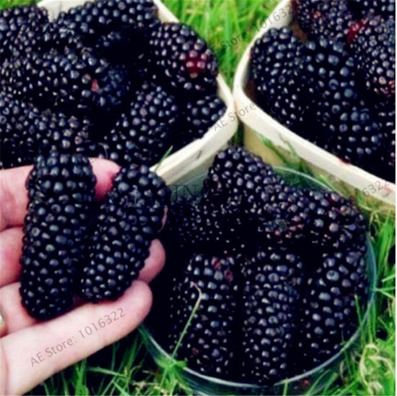 

Time-Limit!! 100 Pieces Sweet Black Berry Giant Blackberries Heirloom Blackberry Seeds Triple Crown Blackberry Black Mulberry Seeds