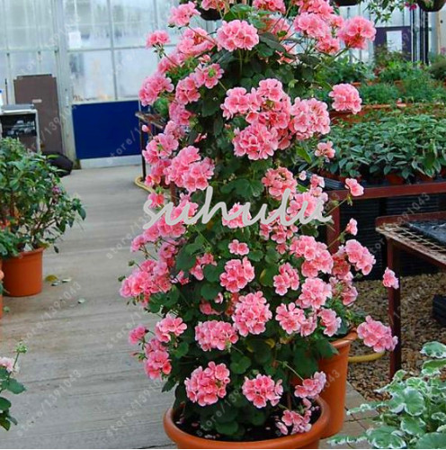 

100 pcs/bag bonsai climbing geranium seed, rare potted flower seeds, courtyard & balcony outdoor plant for home garden