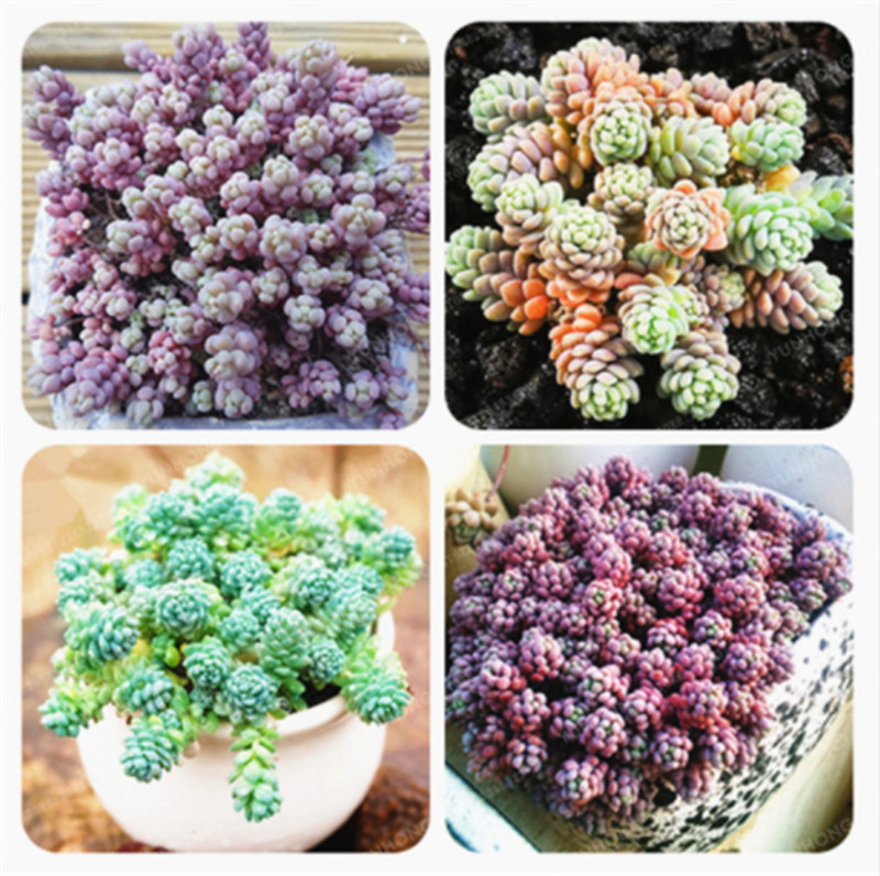 

100 Pcs / Bag Sedum Dasyphyllum Seeds Rare Rose Succulents Plants Flower Seed Variety Complete Potted Interesting Plants