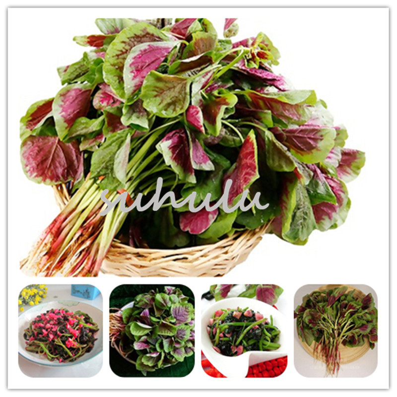 

Flowers Amaranthus Tricolor Seeds,50 Pcs Bougainvillea Flowers Seeds Diy Home Garden Potted Plant Delicious Vegetable Seeds Easy Grow Free