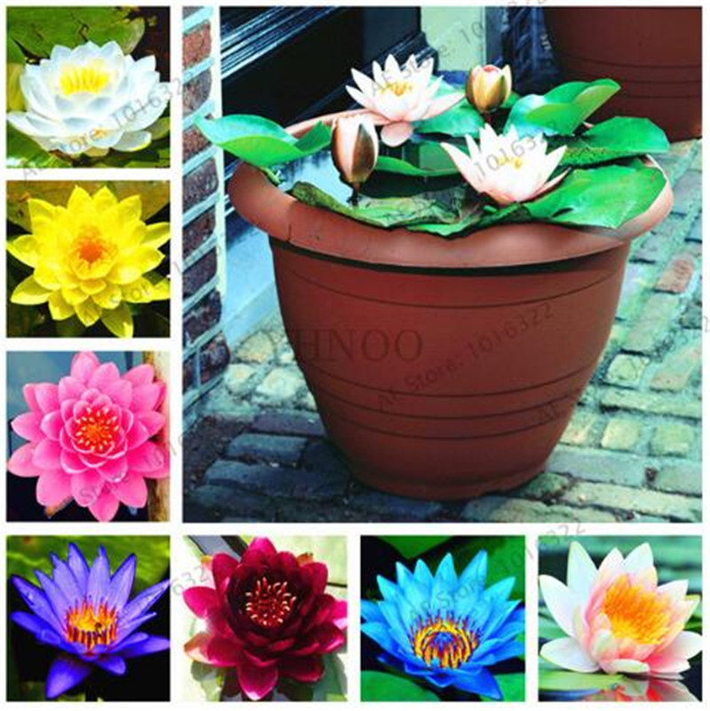 

10 pcs/bag lotus flower lotus seeds Aquatic plants bowl lotus water lily seeds Perennial Plant for home garden Easy to Grow