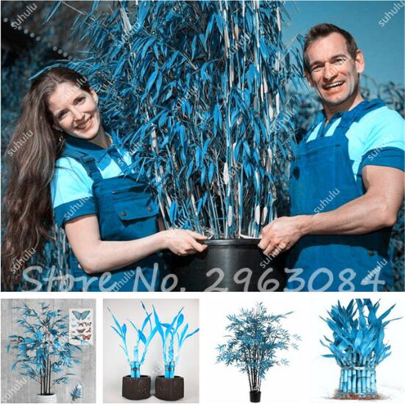 

30 Pcs Hot Sale Rare Sky Blue Lucky Bamboo Seeds Bonsai Potted Balcony Radiation Absorption Planting Seeds For DIY Home Garden