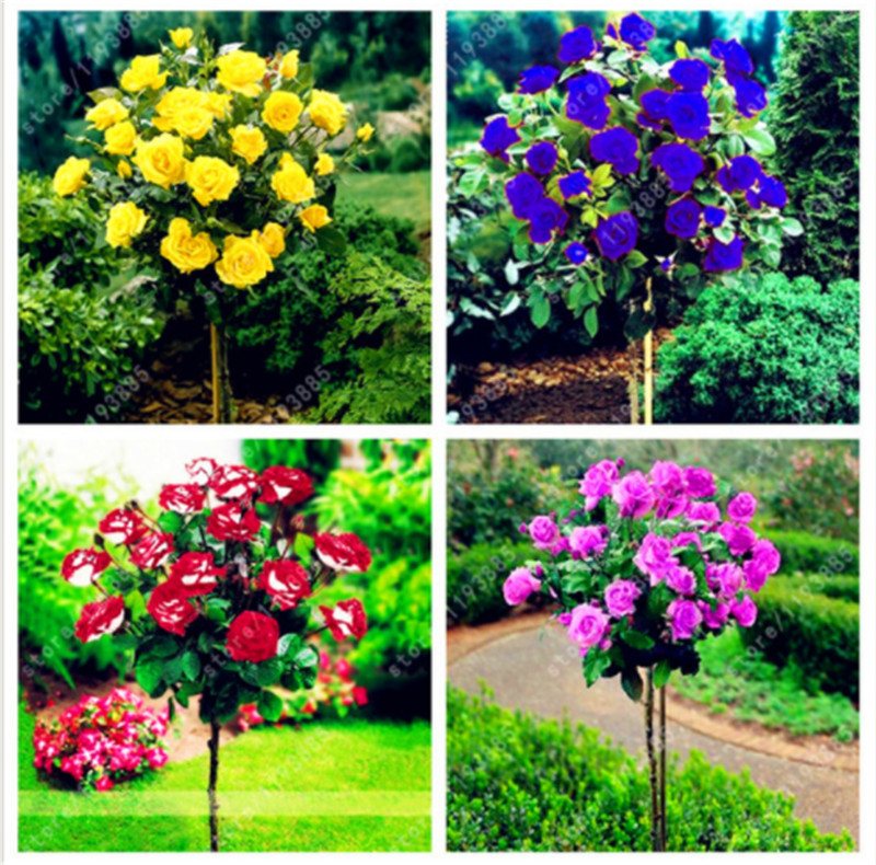 

200pcs/Bag Mixed Rose Tree,Rose Seeds Bonsai Flower Seeds Exotic Seeds Garden Decor Potted Plant For Home & Garden