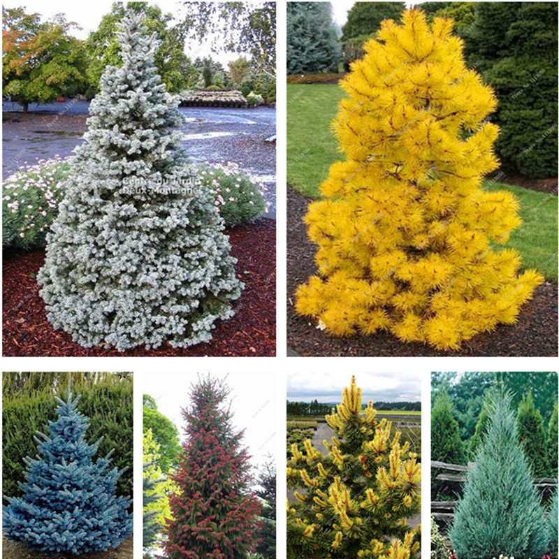 

50 Pcs/bag Colorado Blue fir seeds plants Blue Spruce Seeds Picea Tree Potted Bonsai Courtyard Garden Bonsai Plant Pine Tree Seeds