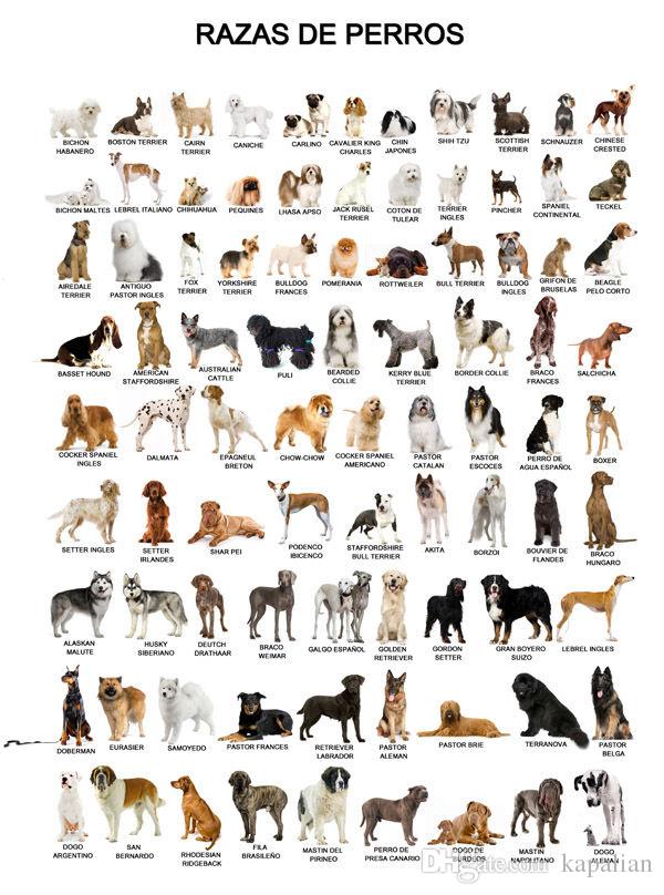 

Animal Poster The Dog Poster Home Decor Wallpaper Art Posters Print Photopaper 16 24 36 47 inches