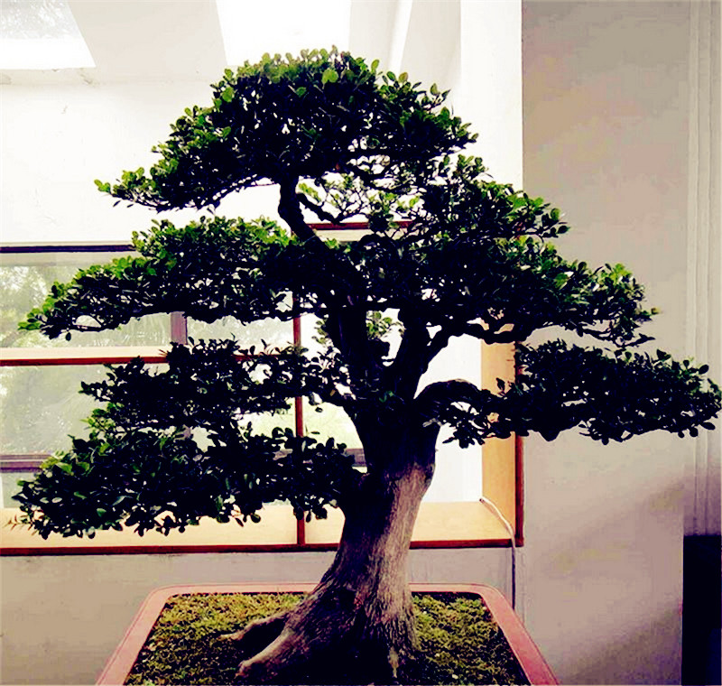 

50 Pcs Ficus benjamina seeds, potted seed, flower seed, variety complete, the budding rate 95%,semenatsvety perennial garden