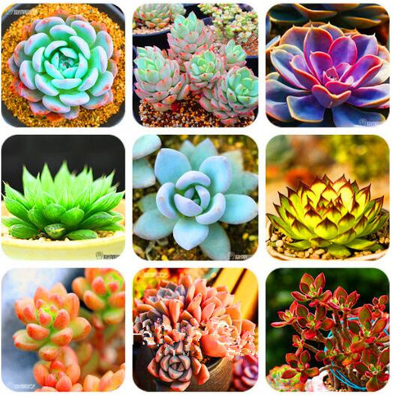 

New Arrival!100 pcs/Bag 99 kinds to choose Succulents Seeds Lithops Seeds Pseudotruncatella Office Bonsai plants, plant for home garden