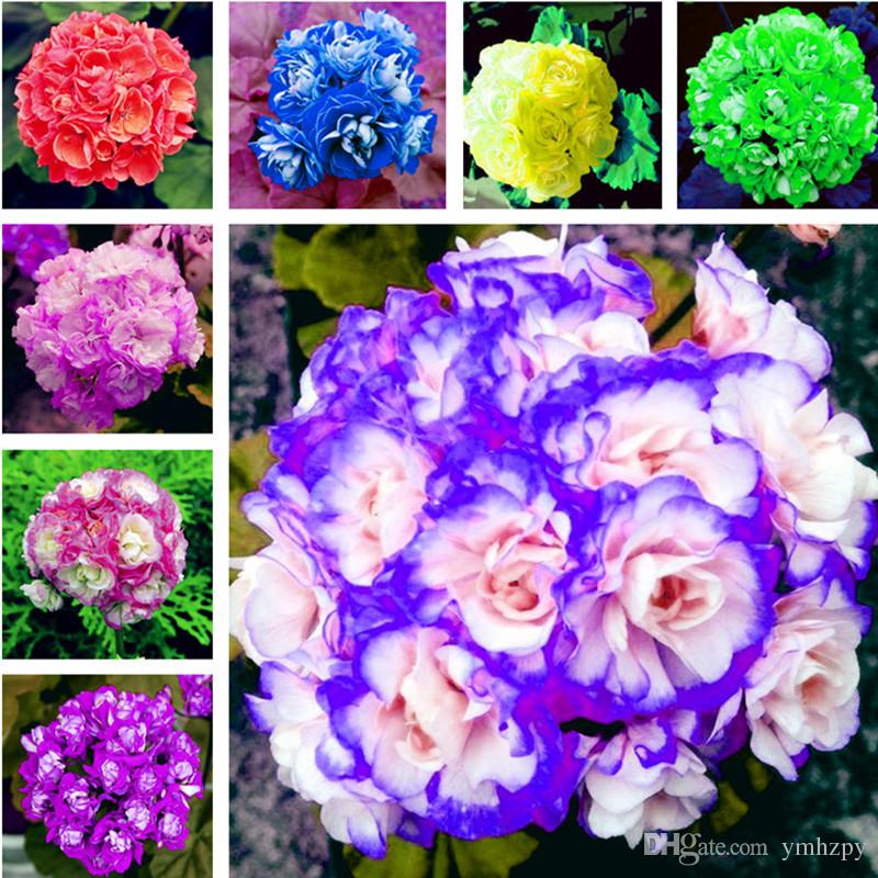 

Hot 100 Pcs/Bag Multiple Colour Geranium Seeds Perennial Climbing Flower Pelargonium Indoor Beauty Flower Plant For Garden