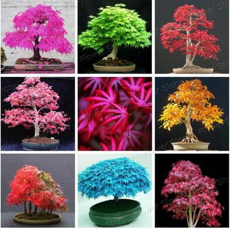 

20 Pcs Blue Fire Maple Tree Seeds Bonsai Tree Seeds Rare Yellow Red Japanese Maple Seed Plants For Home Garden Flower