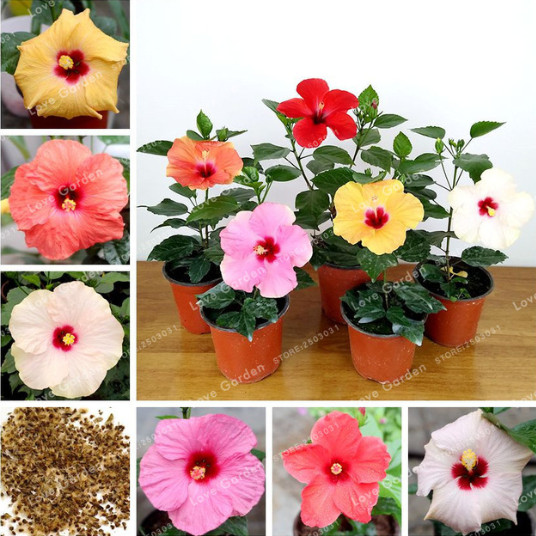 

Garden Supplies 100 Pcs/Bag Hibiscus Flower Seeds Bonsai Beautiful Chinese Rose MIX Colors To Choose Plant