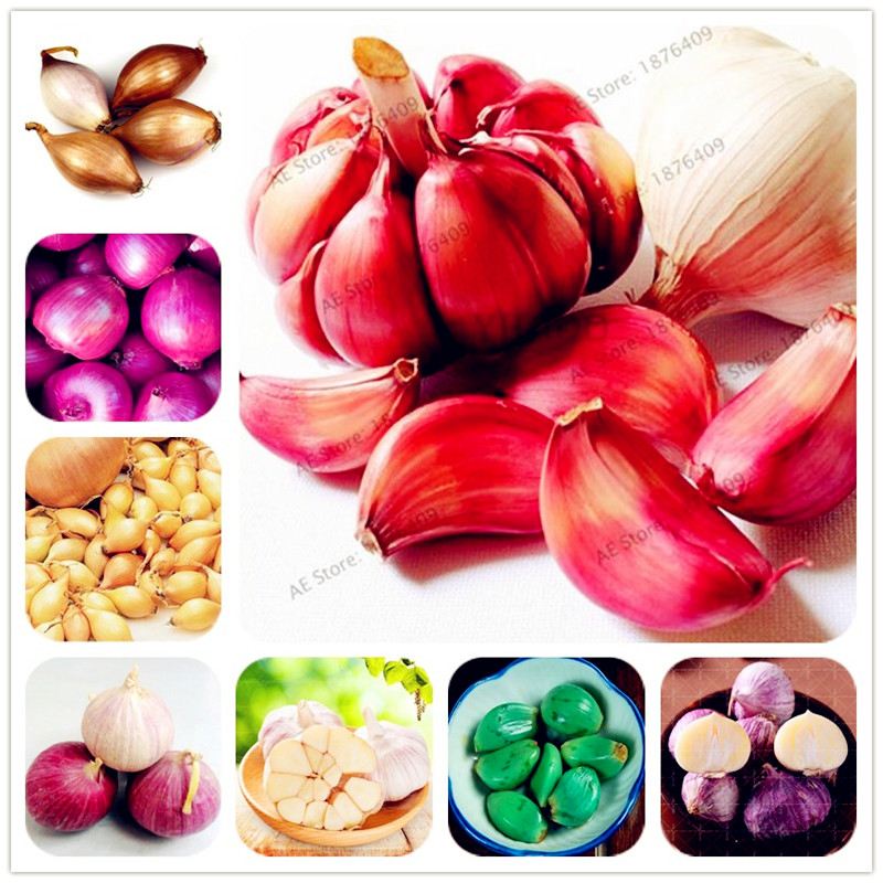 

100 pcs Garlic Seeds Red Healthy Bonsai Seeds Green Vegetable Seeds Plant Decoration Very Easy Grow Home & Garden Free Shipping