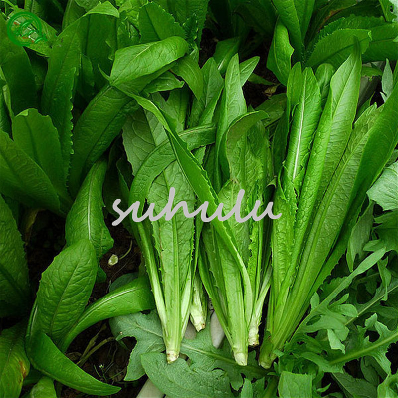 

200 Pcs Italian Lettuce Seeds good taste,romaine lettuce seeds,easy to grow,delicious salad choice,DIY Home vegetable seeds healthy food