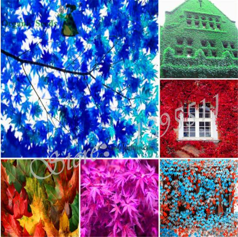 

100 Pcs/pack Colorful Boston Ivy Seeds From Japanese Climbing Plant Creeper Seeds For Diy Home Garden Outdoor Plants Seed