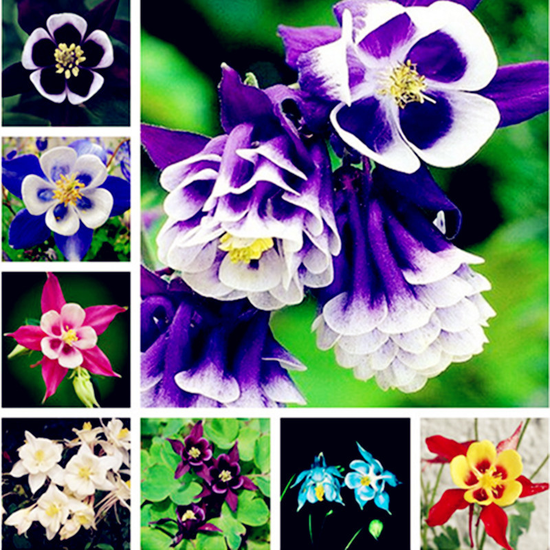 

Hot Sale 100 Pcs Garden Columbine Aquilegia Seed Mixed Color Perennial Flower Great for Home Garden and Landscape Planting Easy-growing