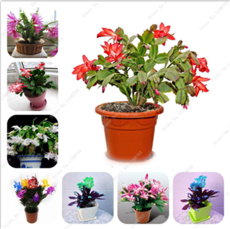 

New Indoor Bonsai Plant 100 Pcs Exotic Brazil Crab Claw Orchid Seeds Schlumbergera Flower Seeds Four Seasons Beauty Your Home Garden