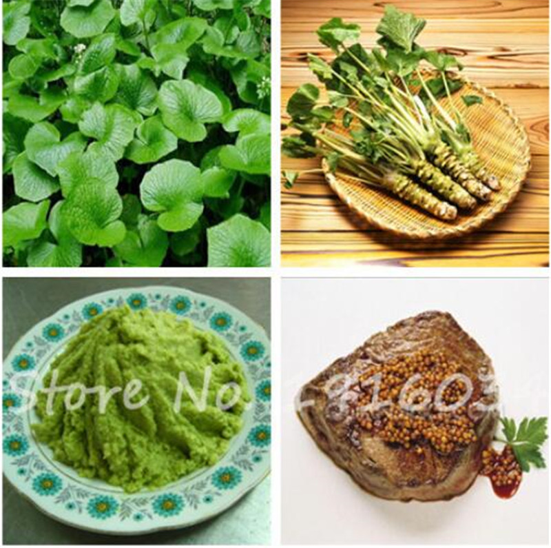 

100 Pcs Japanes Wasabi Seeds,Japanese Horseradish Seed Vegetable Seeds Bonsai for Home Garden,Easy to Grow,the Budding Rate 97%