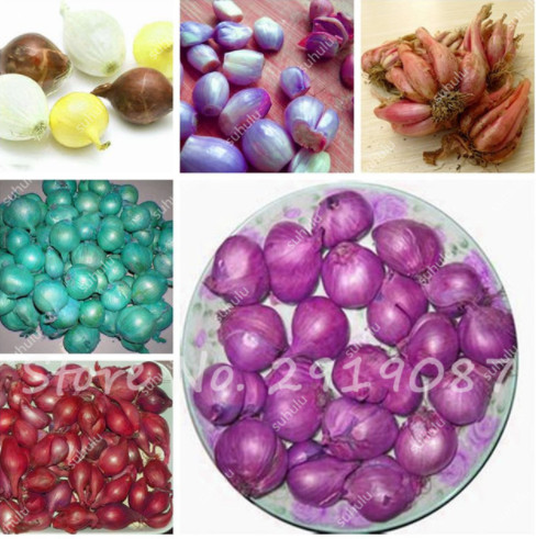 

100 Pcs Mixed Giant Onion Seeds Non-Gmo Russian Healthy Vegetables Fruit Seeds Delicious Heirloom Seeds Plant For Home Garden