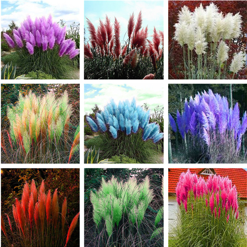 

200 Pcs Pampas Garss,Pampas Seeds,Pampas Grass Plant,Ornamental Plant Flowers Cortaderia Selloana Grass Seeds for Home Garden