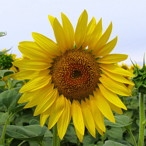 

1 original pack 15pcs Annual Oil Sunflower Seeds, Flower Seeds Garden Bonsai Pot Plant