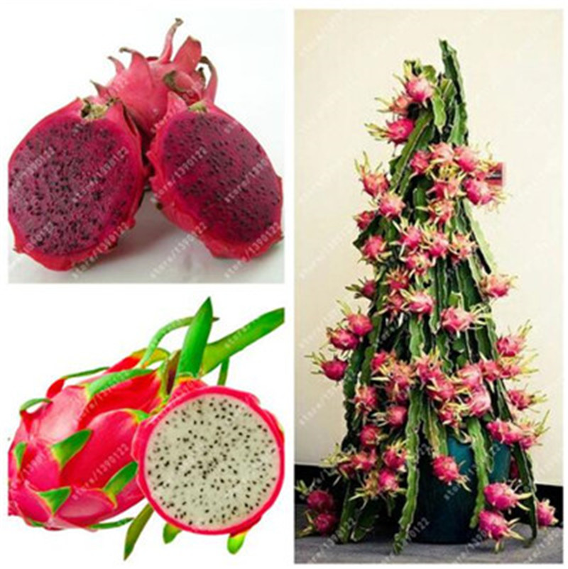 

100% Real Dragon fruit seeds white and red Pitaya seeds for home garden Non-GMO fruit seeds bonsai or potted plants 100 pcs/bag