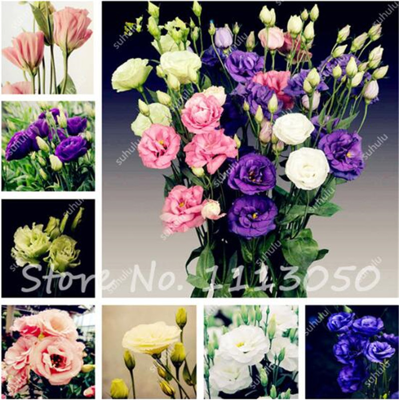 

Eustoma Grandiflorum Bonsai Seeds 100 Pcs Lisianthus Flower Seeds Perennial Ornamental Plant Sementes de Flores Free Shipping
