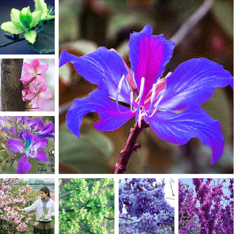 

Rare Purple Orchid Flower Tree Seeds 50 Pcs Fresh Beautiful Bauhinia Purpurea Seeds Flowering Trees Mix Color Beauty Your Garden