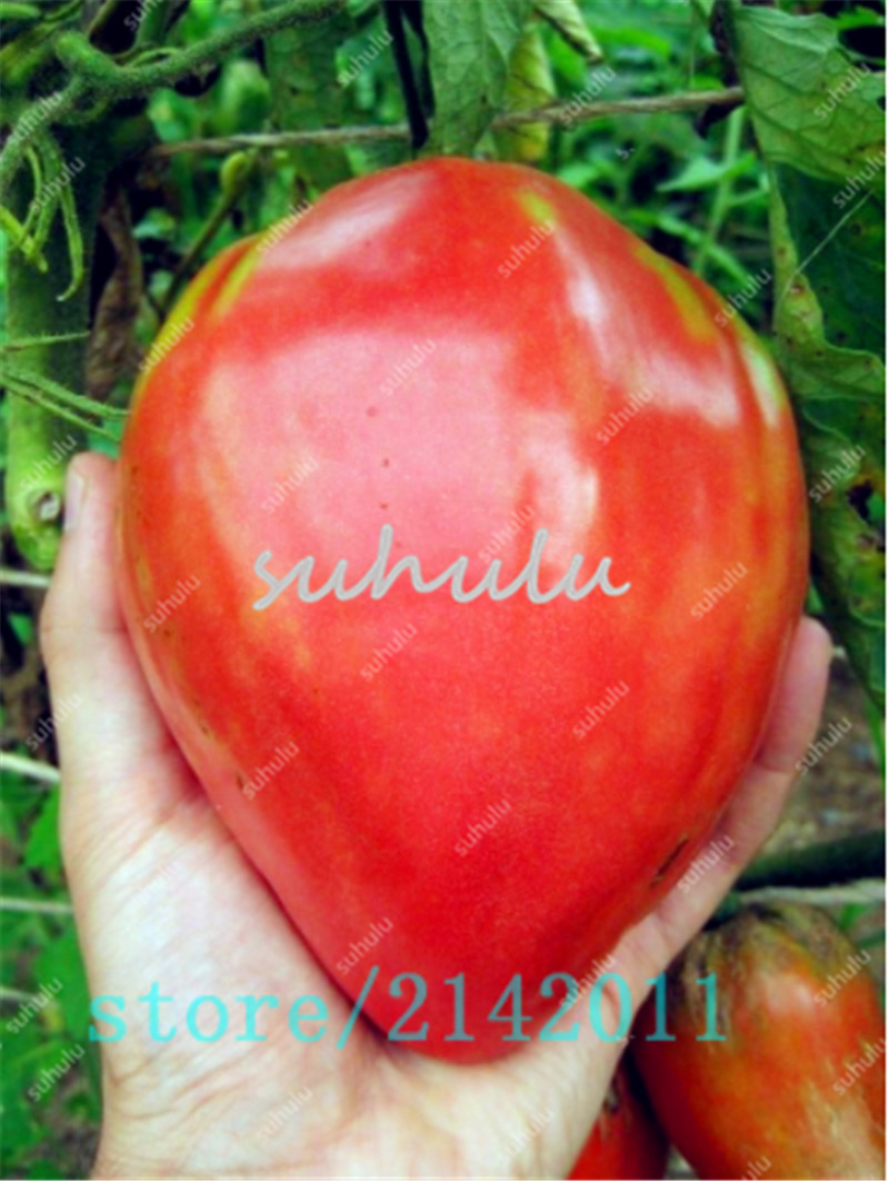 

Heirloom giant red Tomato Seeds,strawberry tomato seeds,Professional Pack,100 Seeds/Pack,Organic Vegetable plant for home garden