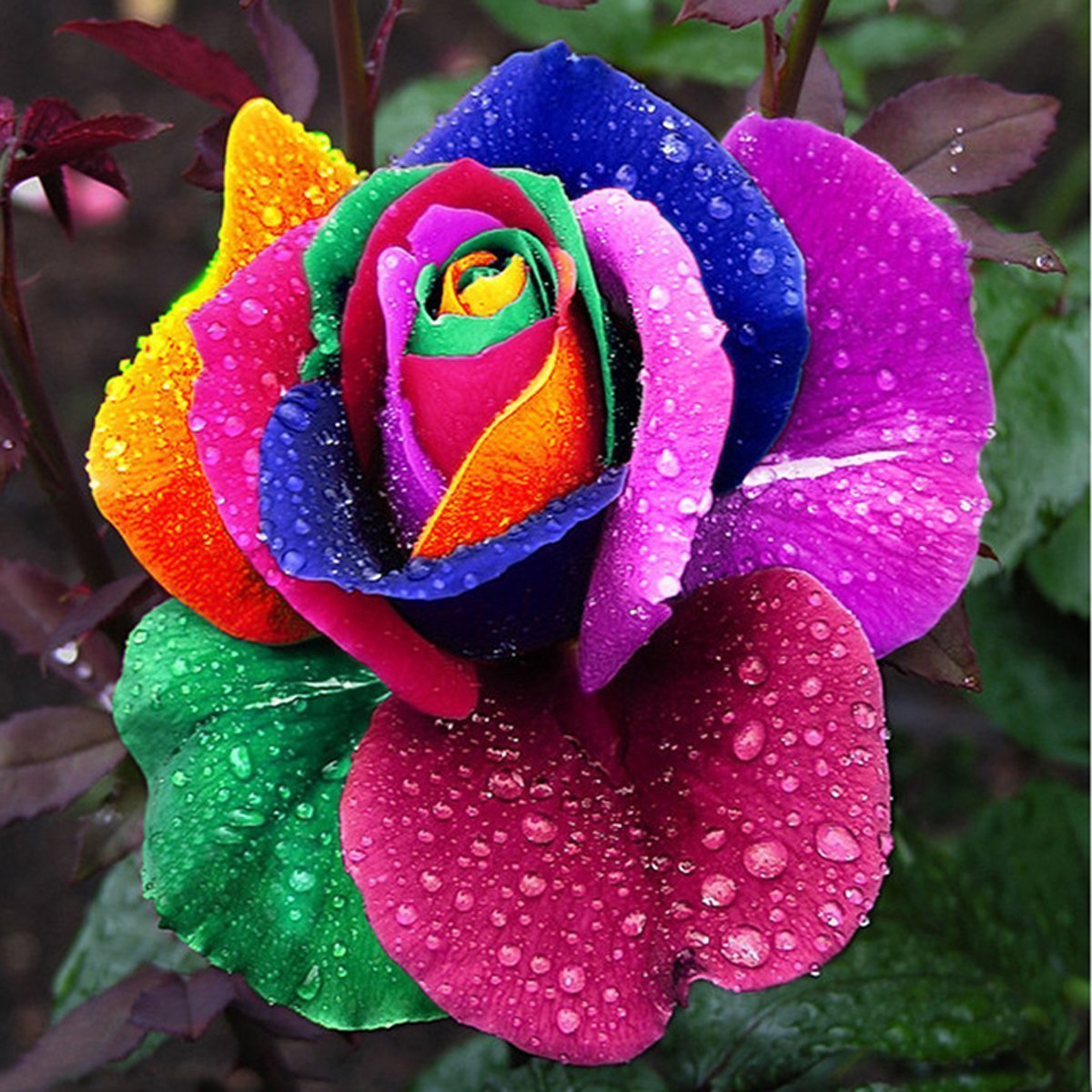 

1000 pcs beautiful rainbow rose seeds multicolored rose seeds rose flower seeds family garden plants flowers species