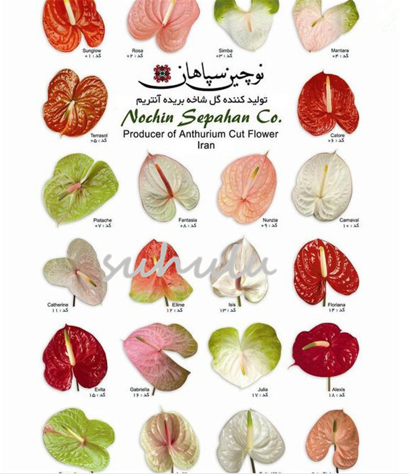 

New ! 100 Pcs/Bag Mixed Anthurium Seeds, Potted Rare Color Flower Seeds, Perennial Flowering Constantly Balcony Potted Plant,Diy Home Garden