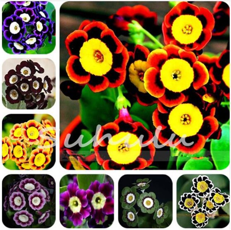 

50 Pcs Perennial Petunia Seeds,Flowers Petunia Potted,Outdoor Bonsai Seeds,Natural Growth Petunia Plant Pot for Home Garden