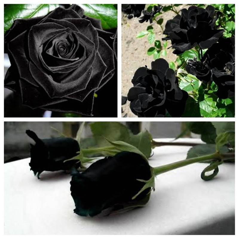 

New Arrival 100 Pcs China Rare Black Rose Flower Seed,Beautiful Potted Plant,Perennial Flower Seed DIY Home Garden Decor Rose Seed