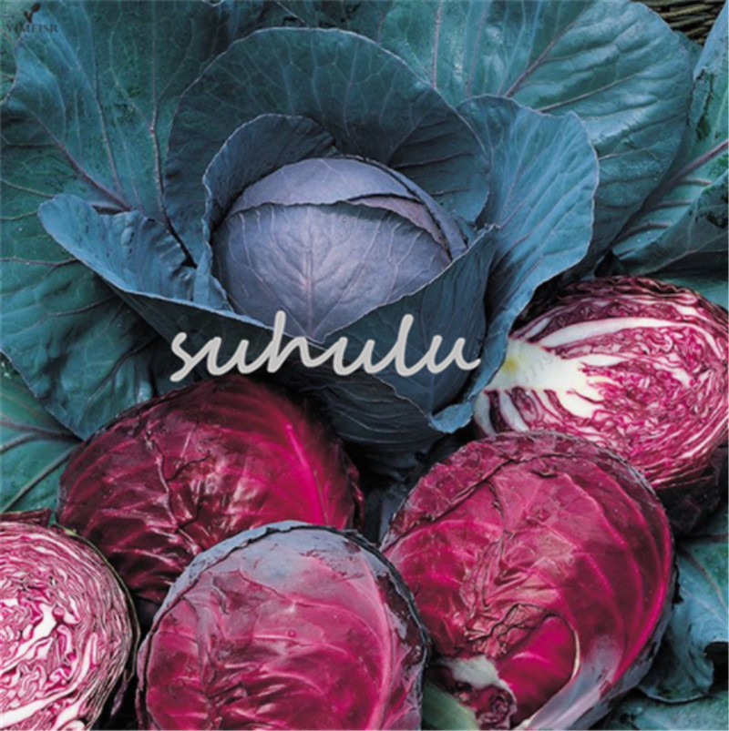 

100%True 100 Pcs Cabbage Seeds Organic Red Cabbage Vegetable Seeds Brassica Oleracea Easy To Grow High-Quality Healthy Vegetable