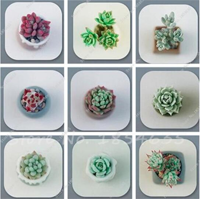 

100 pcs Rare Crystal Clear Beauty Succulents Seeds Easy To Grow Potted Ornamental Plant for home garden Courtyard Free Shipping