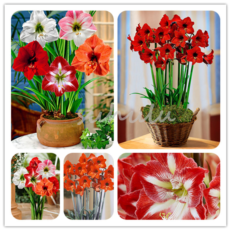 

100 Pcs/bag Multi-Color Amaryllis Seeds Not Bulbs Bonsai Flower Hippeastrum Seeds For Home & Garden Lily Flower Pot Plants