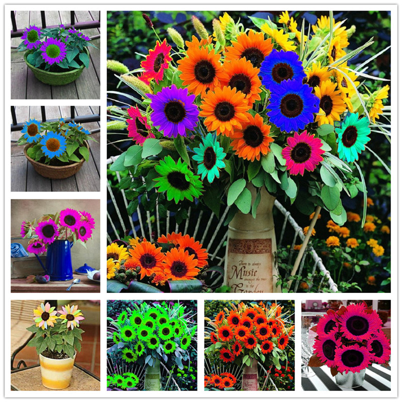 

New Arrival 2018!!! 100 Pcs Mini Multi-colored Dwarf Sunflower Seeds Perennial Flower Seeds For Home Garden Decor DIY Potted Plant