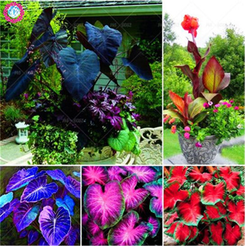 

10 pcs Canna seeds Black flower seed Perennial indoor or outdoor plants potted Large leaf flowering Bonsai plant for home garden