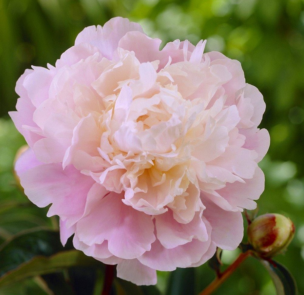 

Moon River Peony - Soft Cream/Pink - Fragrant - 4/+ Eyes Bareroot bulb root plant not seed