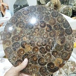 

1 pcs Ammonite Fossil Slice Plate Natura Shell a compassl MADAGASCAR FOSSIL SPECIMEN HEALING fashion wedding decoration