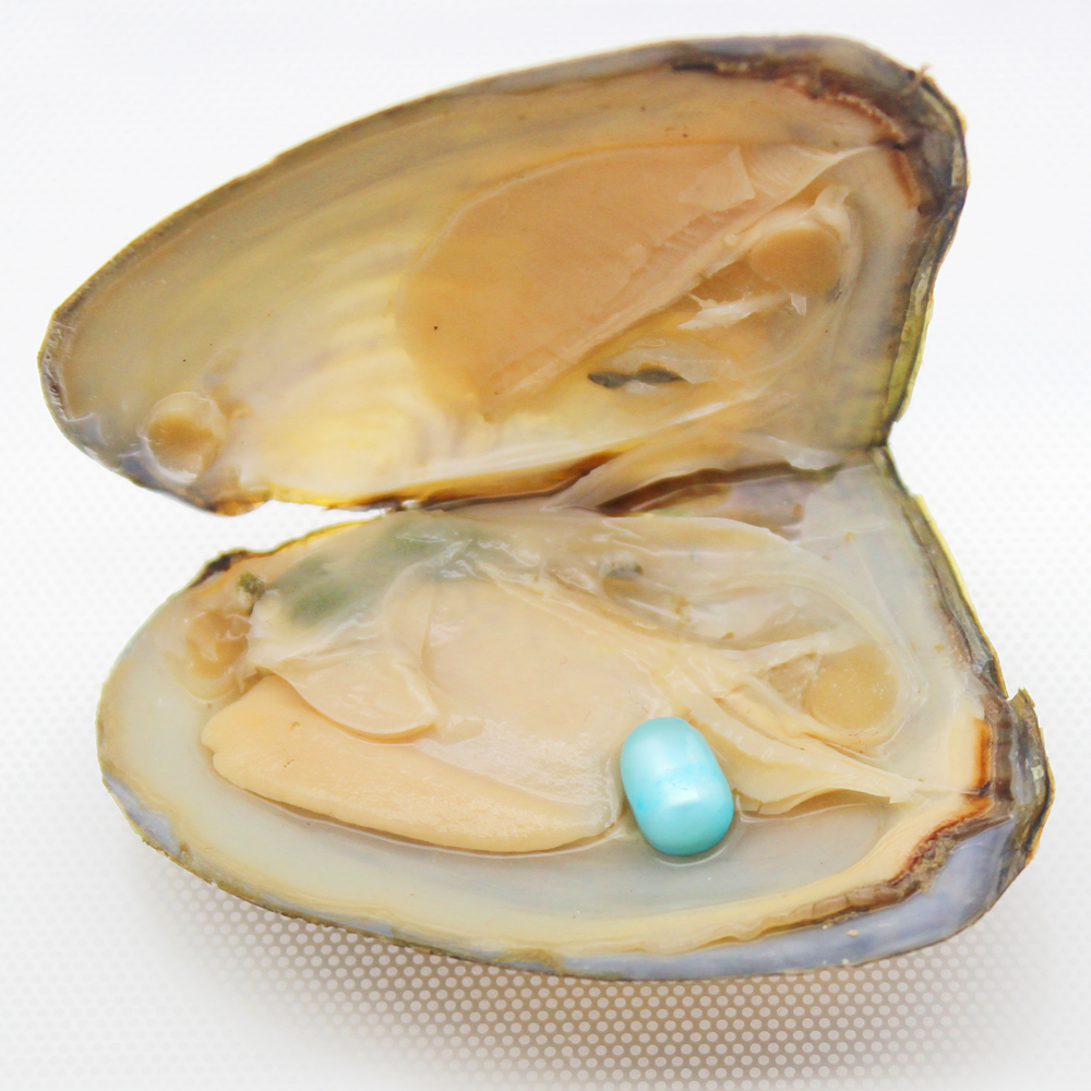 

Spot wholesale high quality natural freshwater pearl oyster, pearl ellipse color #3 (sky blue), rich variety of color options (free shipping