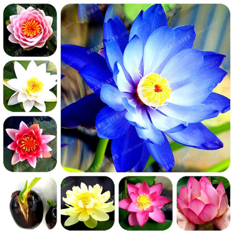 Schüssel Lotus Nelumbo nucifera Samen Bowl Lotus chinesische Mini Lotusblume