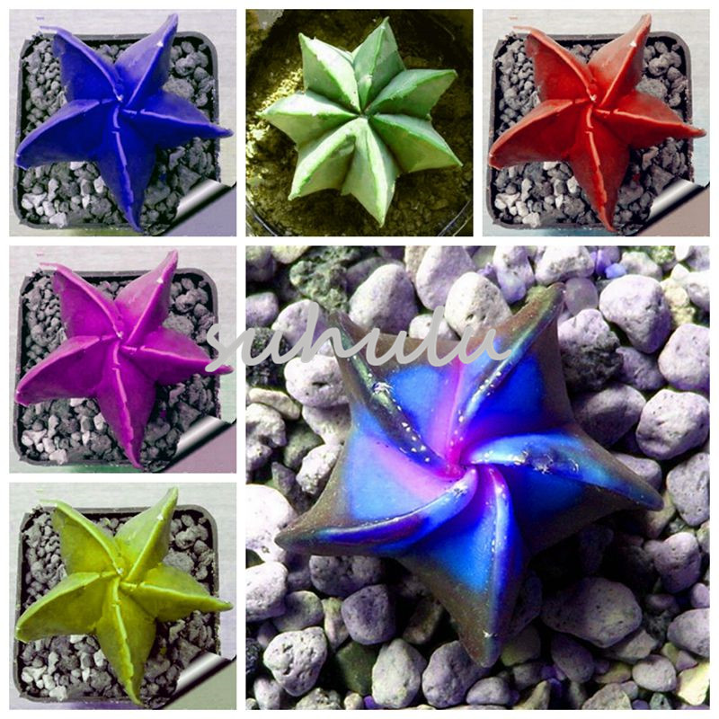 

100 Pcs Five-pointed Star Meaty Seeds Radiation Protection Succulent Seeds Imported Cactus Bonsai Plant Pot Seed for Home & Garden