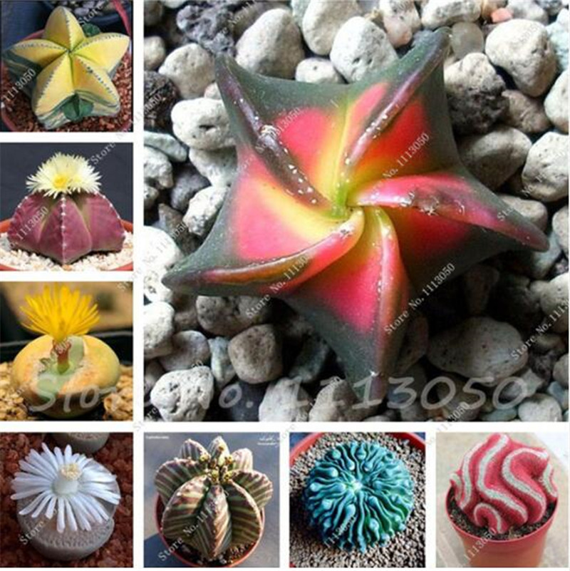 

20 Pcs Five-pointed Star Meaty Seeds Radiation Protection Succulent Seeds Imported Cactus Bonsai Plant Pot Seed for Home Garden