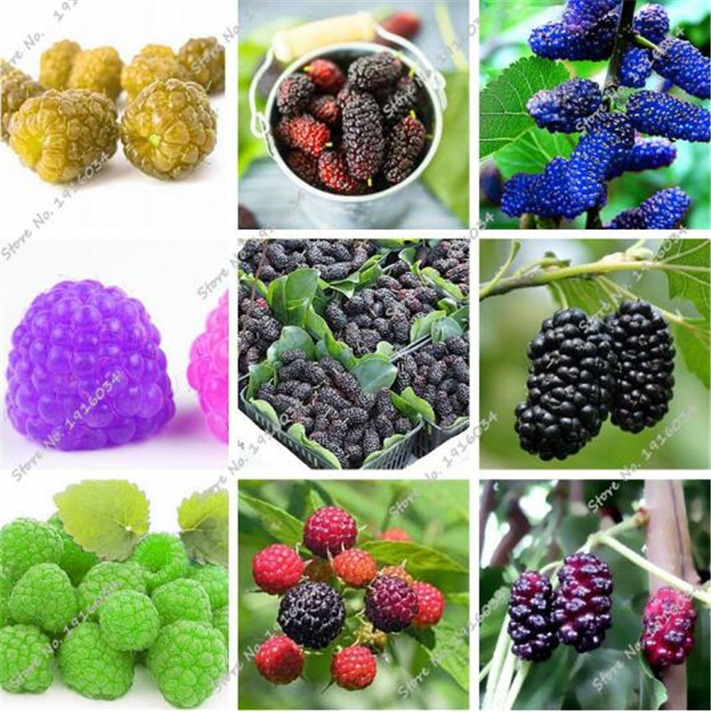 

Raspberry Seed Mulberry Black Berry Blackberry Seed Stratified Fruit, The Germination Rate 95% Bonsai Tree Seedling Seed 200 Pcs for sale