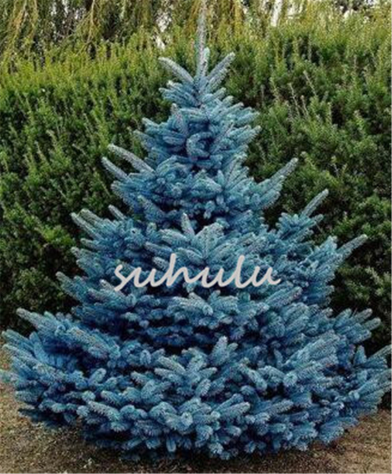

30 pcs/bag blue spruce trees, bonsai blue spruce seeds, Picea Pungens Seeds Evergreen Ornamental potted Tree for home garden