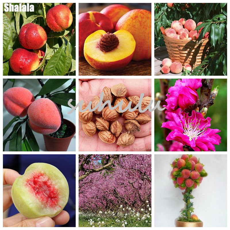 

Sale 10 Pcs Sweet Peach Seeds Outerdoor Peach Tree Seeds,Dwarf Bonanza Peaches,Bonsai Sweet Fruit Seeds For Home Garden Plants