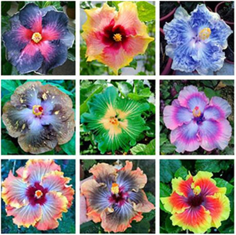 

100 pcs Giant Hibiscus Seeds 24kinds Hibiscus Rosa-sinensis Flower Seeds Mix Color Hibiscus Tree Seeds For Flower Potted Plants