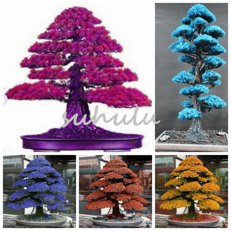 

100% True Sacred Japanese Cedar 10 Pcs Semillas Bonsai Plant Fir Seeds, Home Gardens Fresh The Air Diy Home Garden Plants