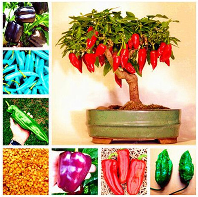 

Garden Supplies Organic vegetable Seed 100 Pcs Chocolate Naga Jolokia Chilli Seeds, Ghost Pepper - Bhut for home plant